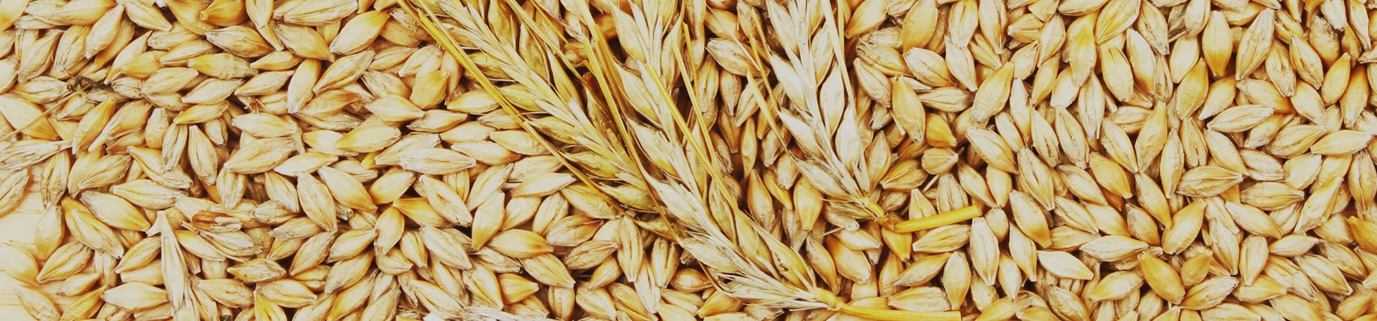 Barley — a nutritious whole grain cereal