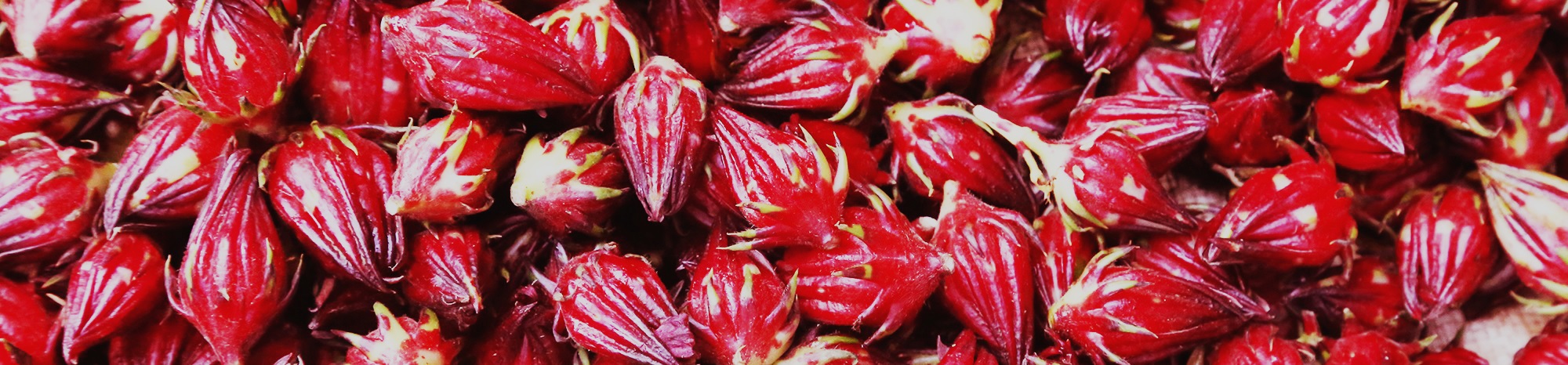 Hibiscus (Roselle) — dark red therapeutic herb